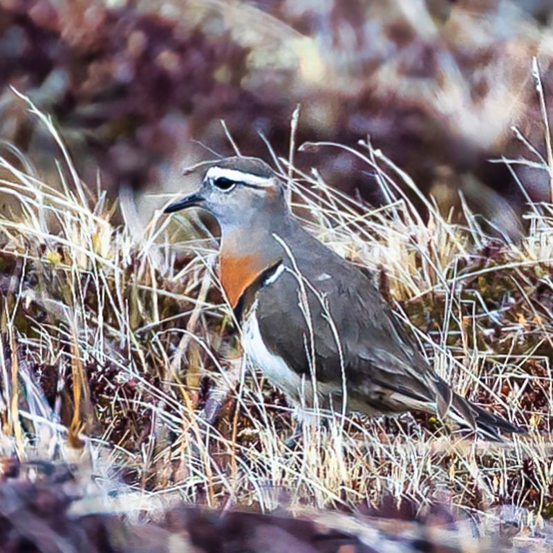 Rufous-chested Dotterel