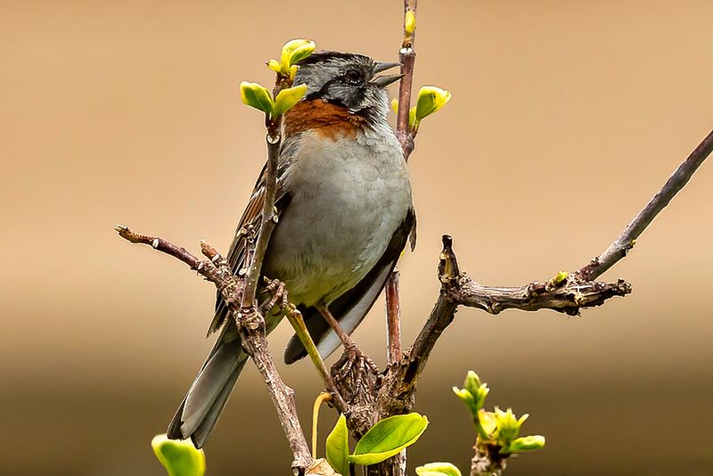 Rufous-collared Sparrow