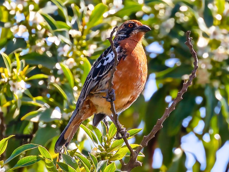 Rufous-tailed Plantcutter