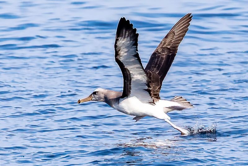 Salvin's Albatross