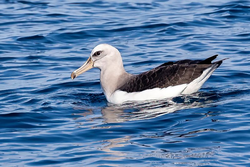 Salvin's Albatross