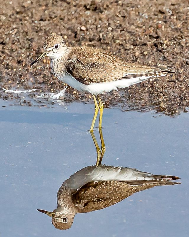 Yellowlegs