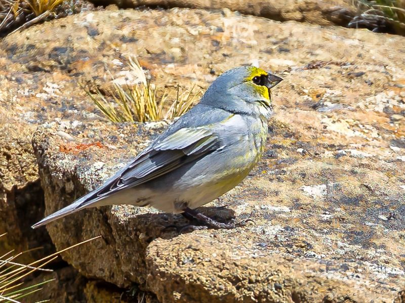 Yellow-bridled Finch