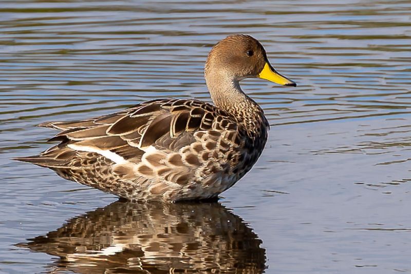 Yellow-billed Pintail