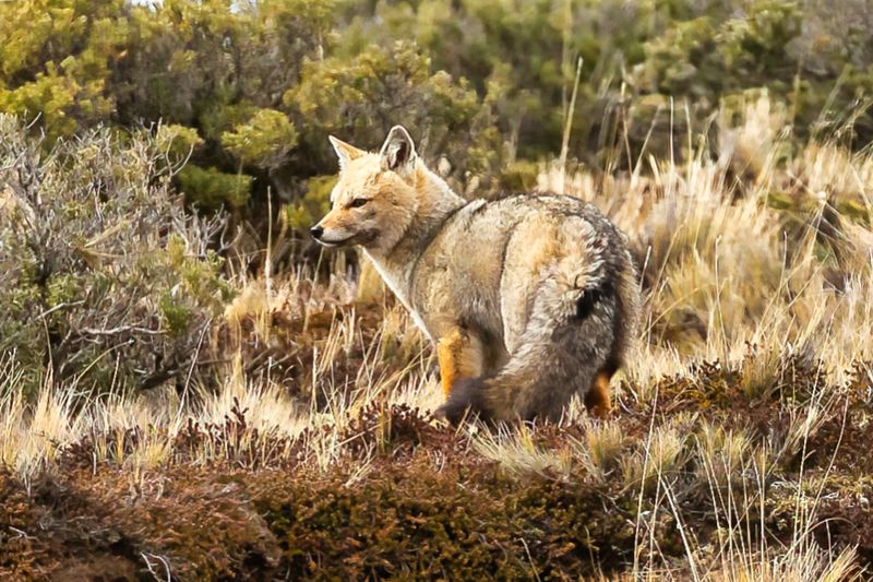 Grey Fox