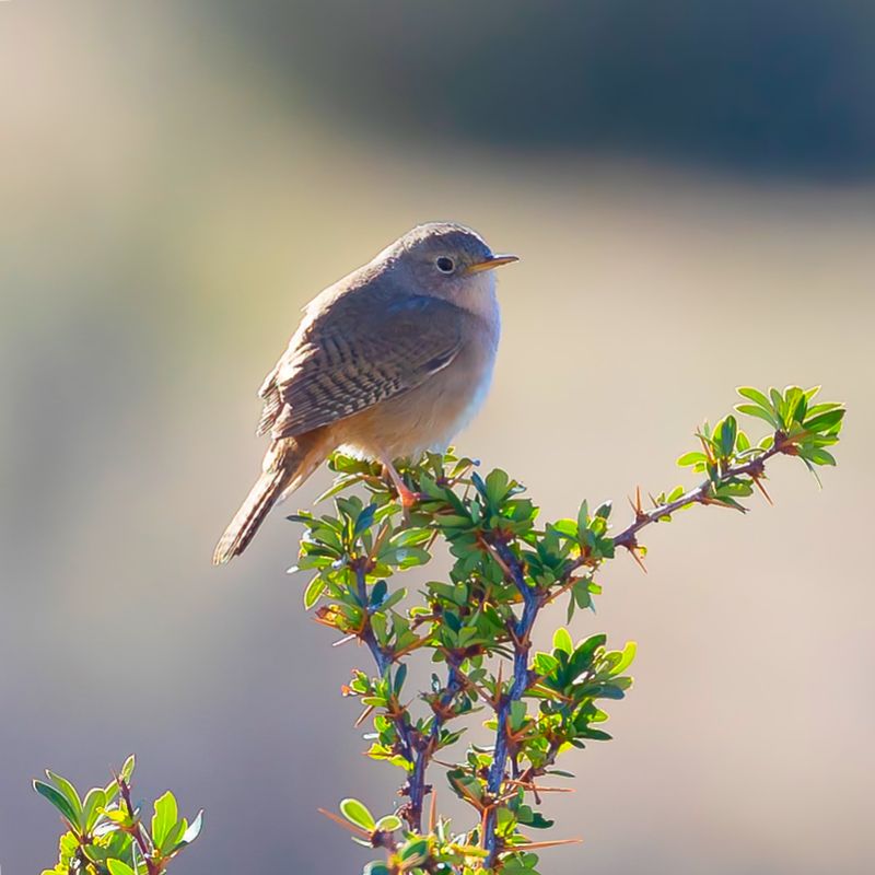Southern House Wren