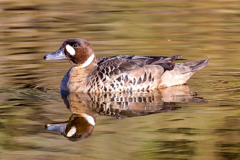 Spectacled Duck