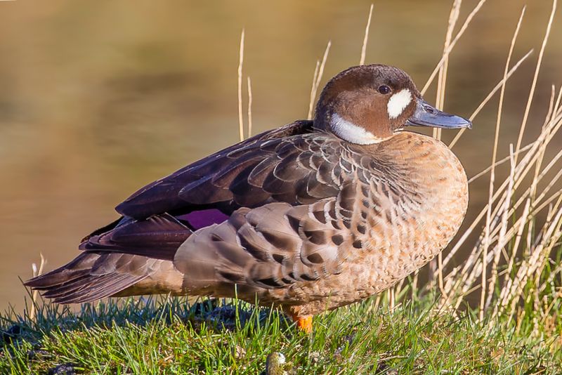 Spectacled Duck