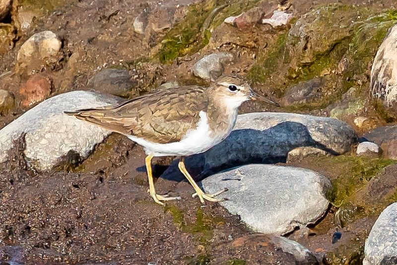Spotted Sandpiper