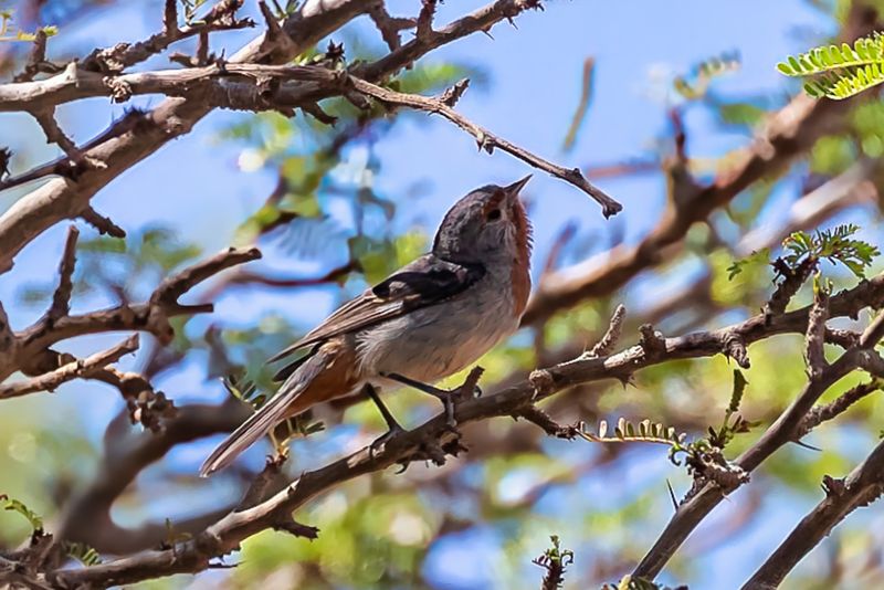 Tamarugo Conebill