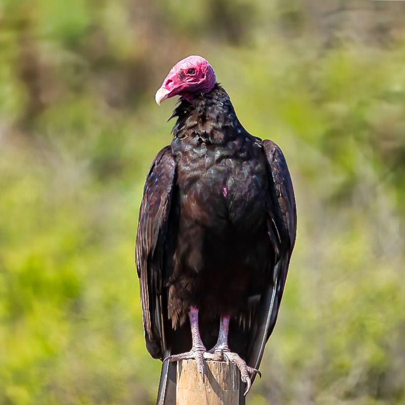 Turkey Vulture