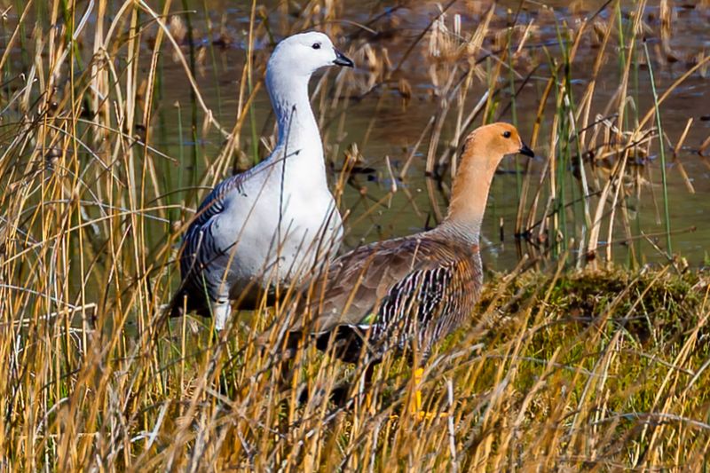 Upland Goose