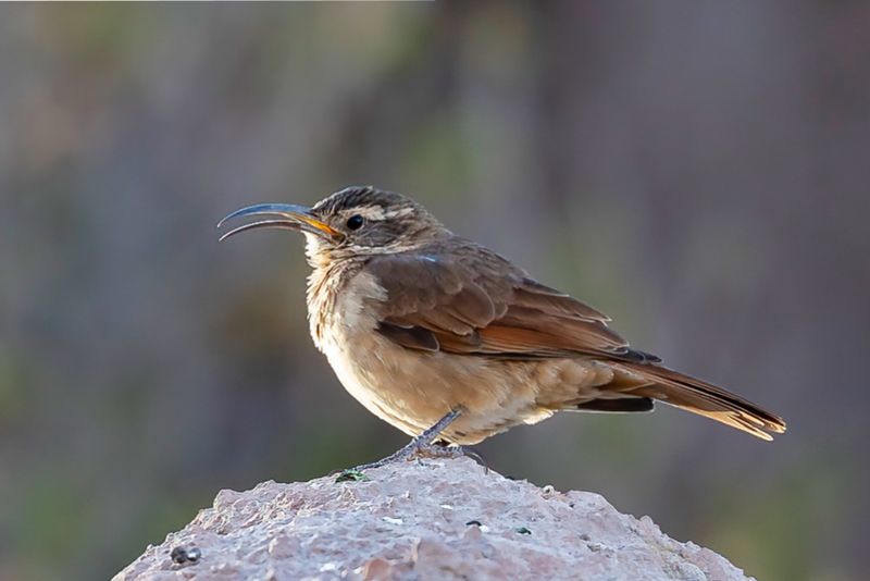 White-throated Earthcreeper