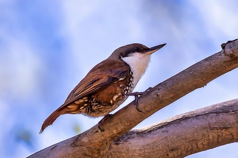 White-throated Treerunner
