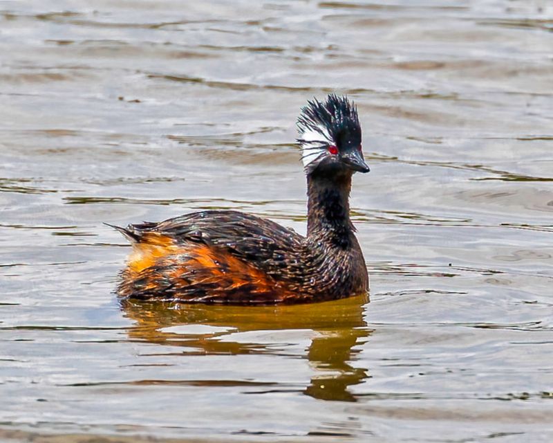 White-tufted Grebe