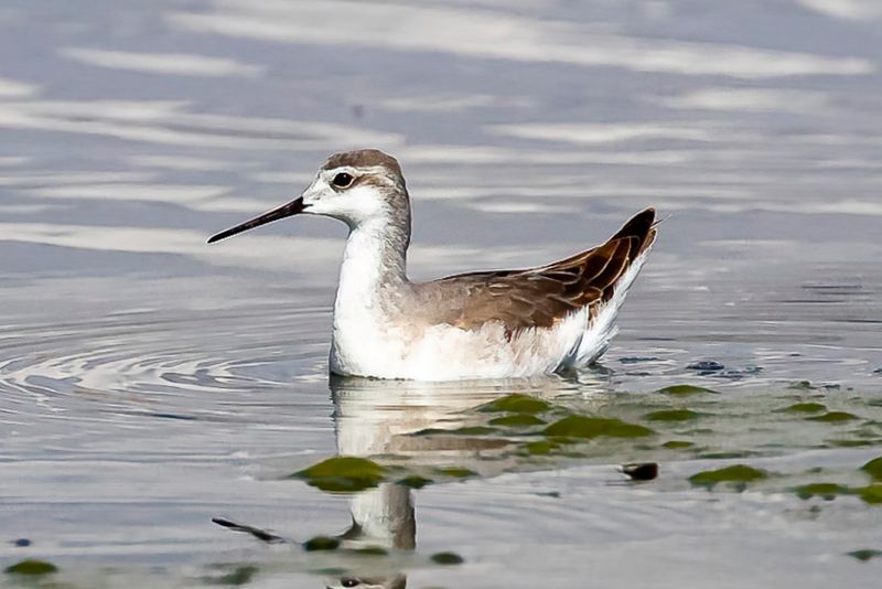 Wilson's Phalarope