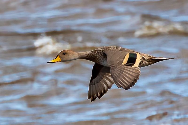 Yellow-billed Pintail