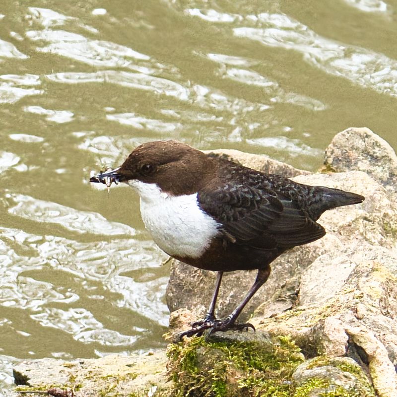 White-throated Dipper
