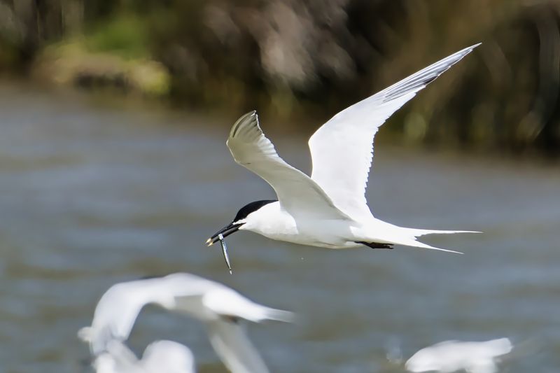 Sandwich Tern