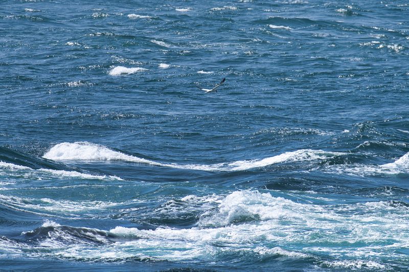 Northern Gannet