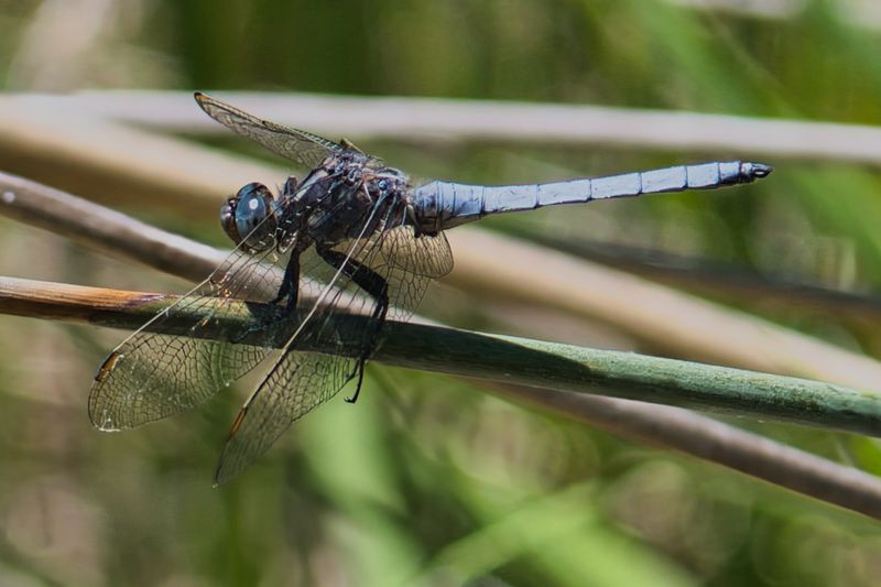 Keeled Skimmer