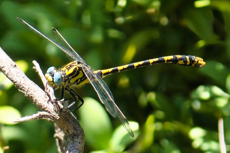Dragonflies