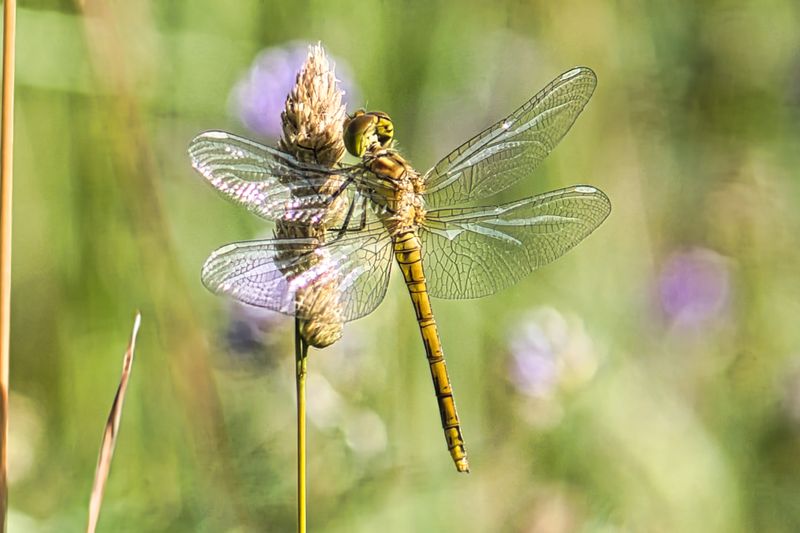 Ruddy Darter