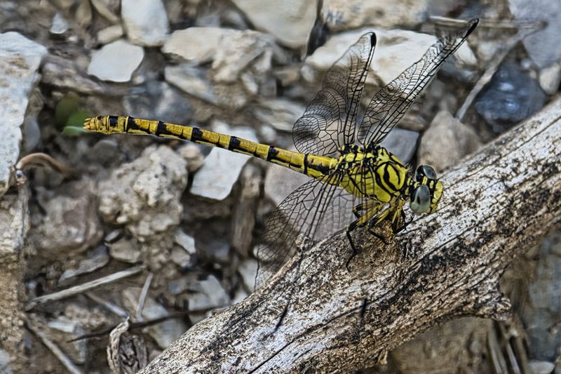 Small Pincertail