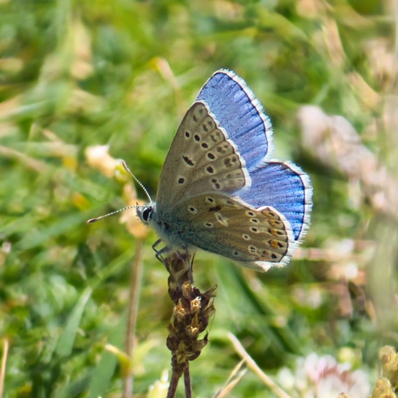 Adonis Blue