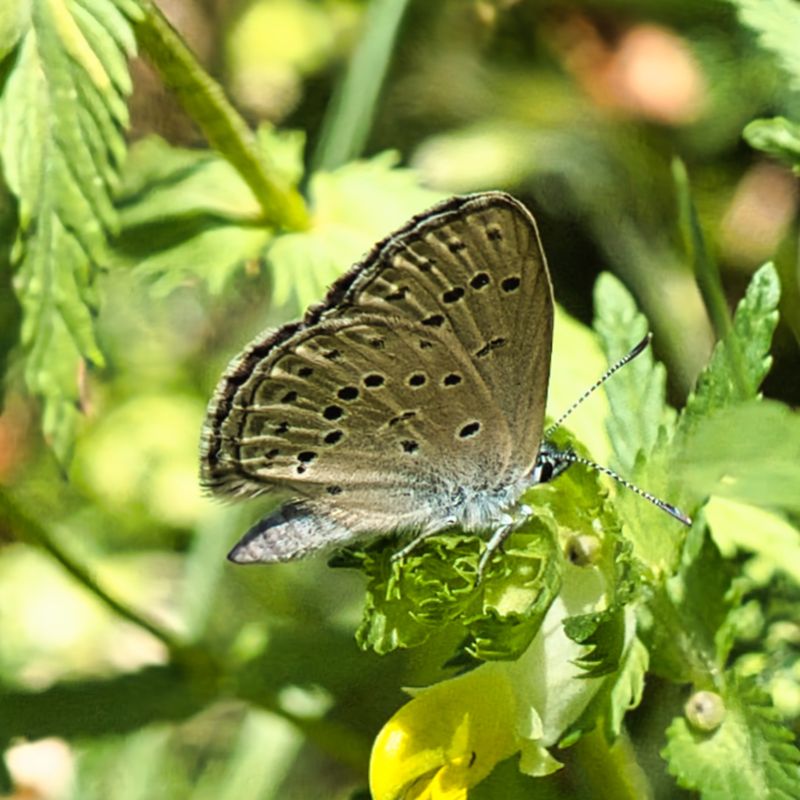 Alcon Blue