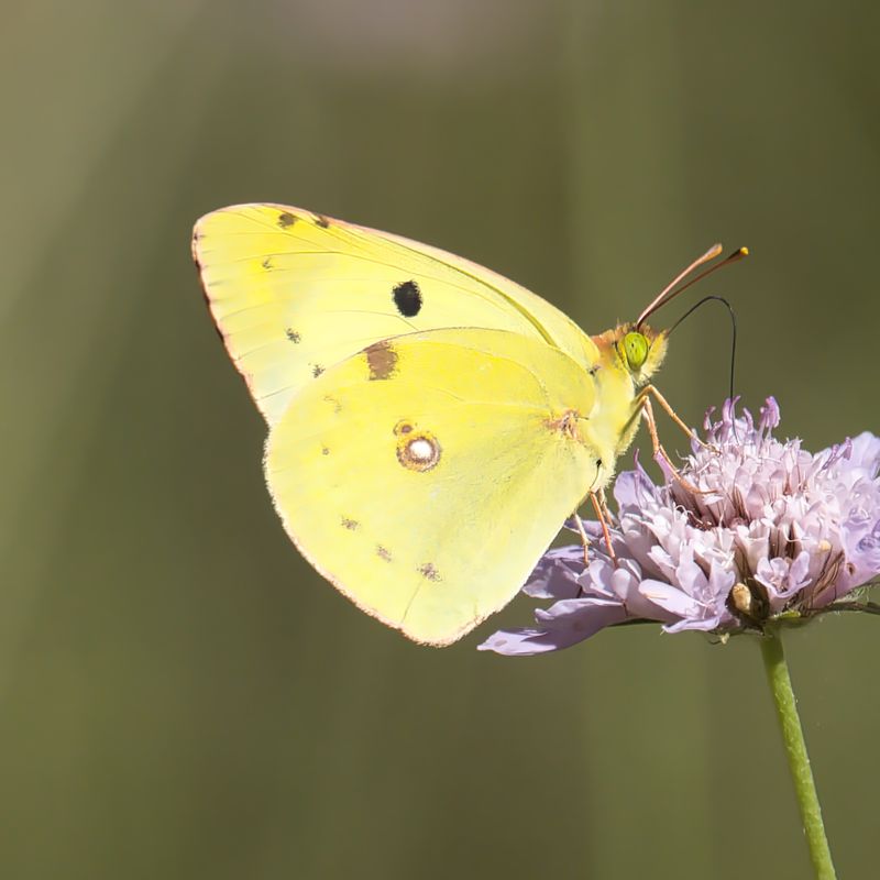Berger's Clouded Yellow
