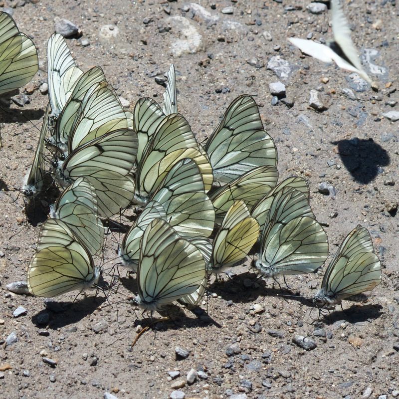  Butterflies