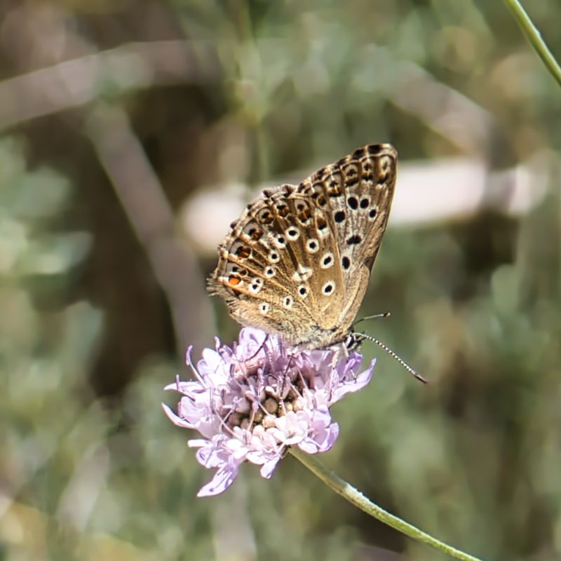 Chalkhill Blue