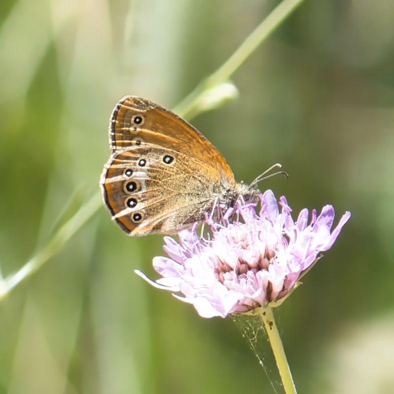 Chestnut Heath
