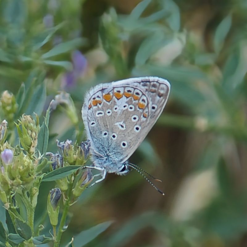 Common Blue
