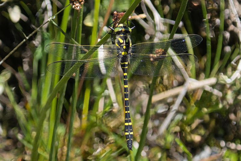 Common Goldenring