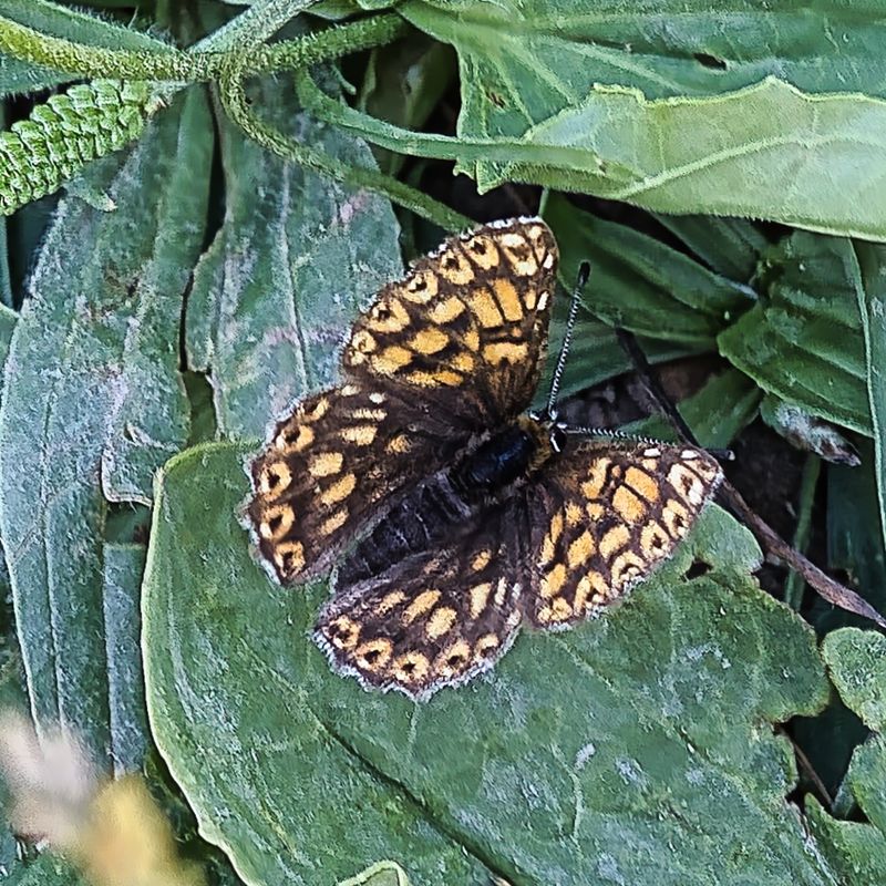 Duke of Burgundy