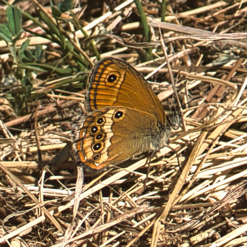 Dusky Heath