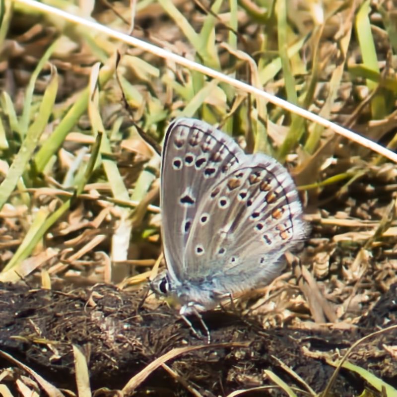 Eros Blue