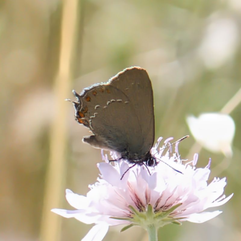 False Ilex Hairstreak