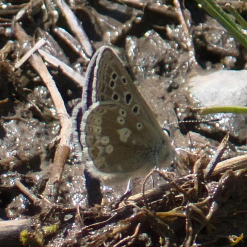 Glandon Blue