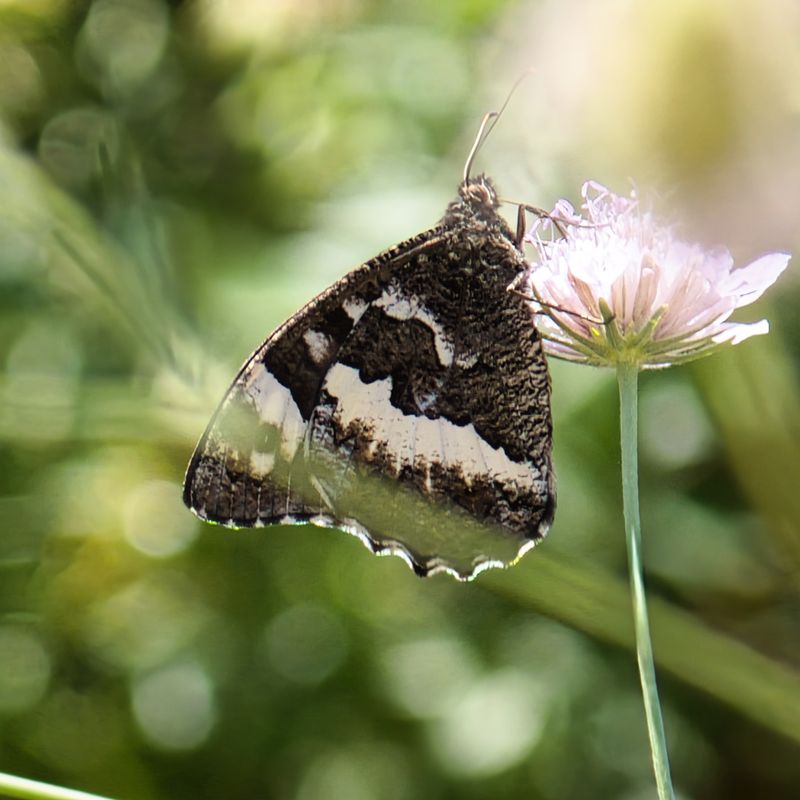 Great Banded Grayling