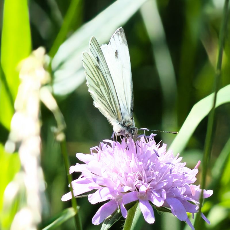 Green-veined White