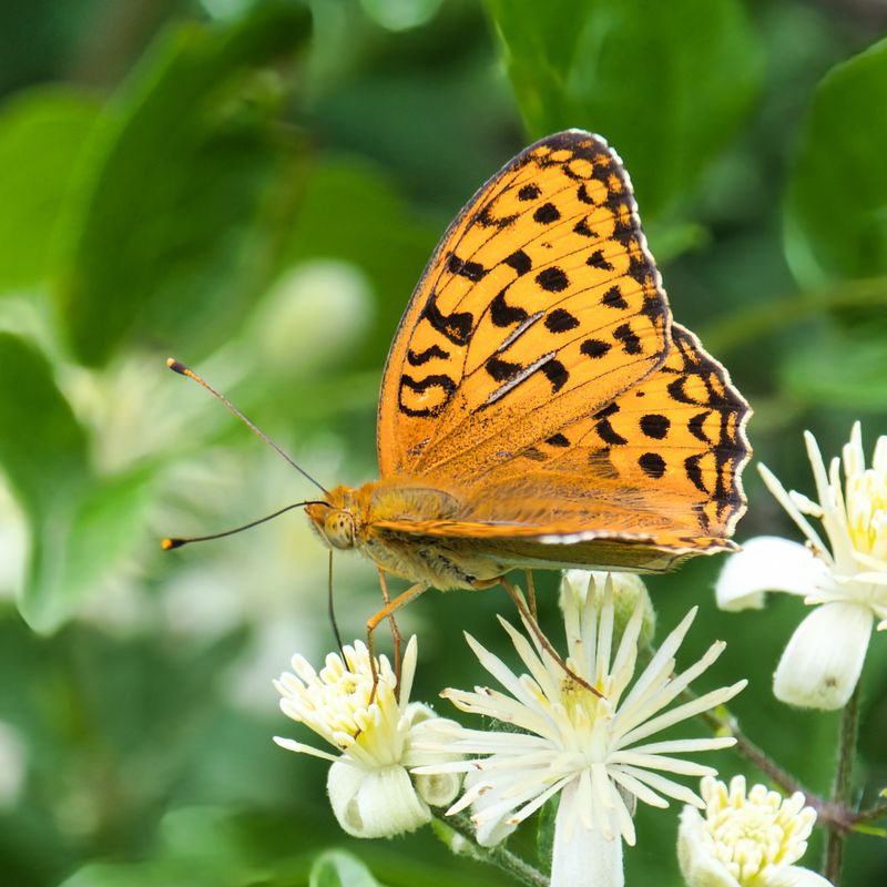High Brown Fritillary