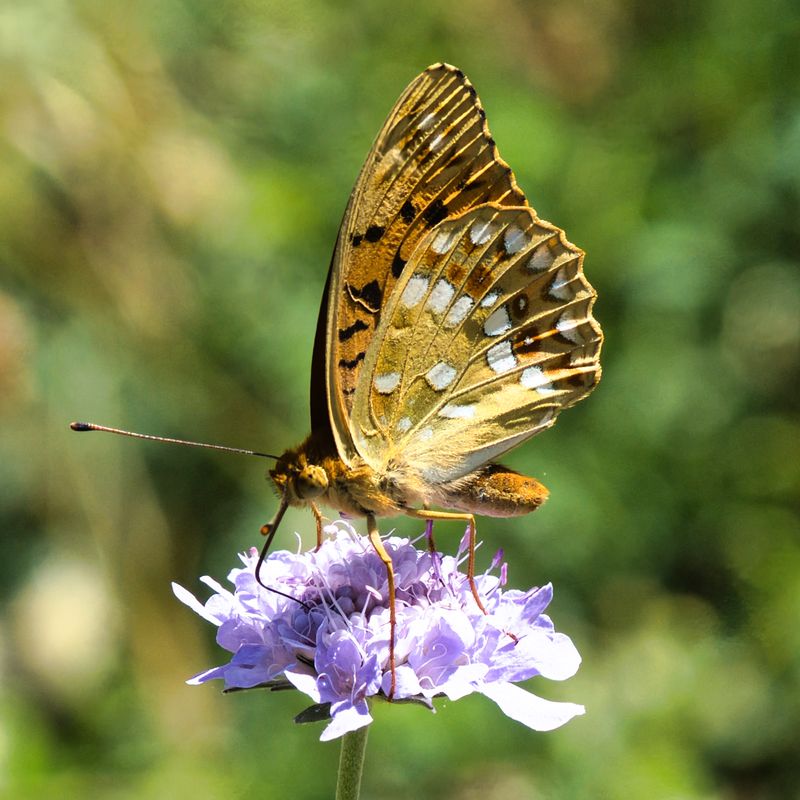 High Brown Fritillary