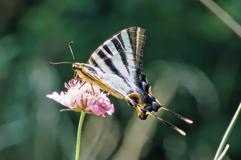 iberian Scarce Swallowtail
