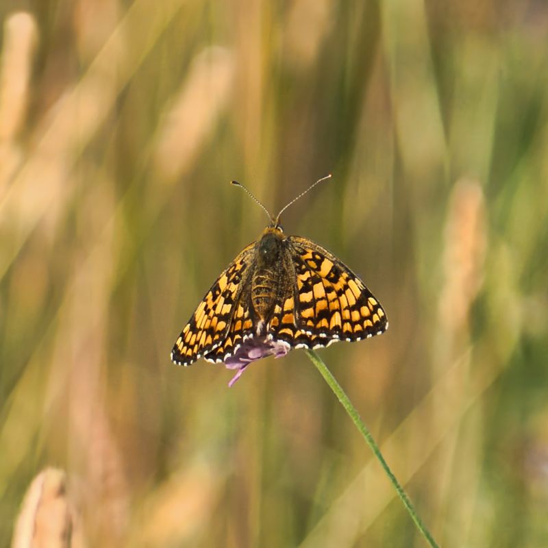 Knapweed Fritillary