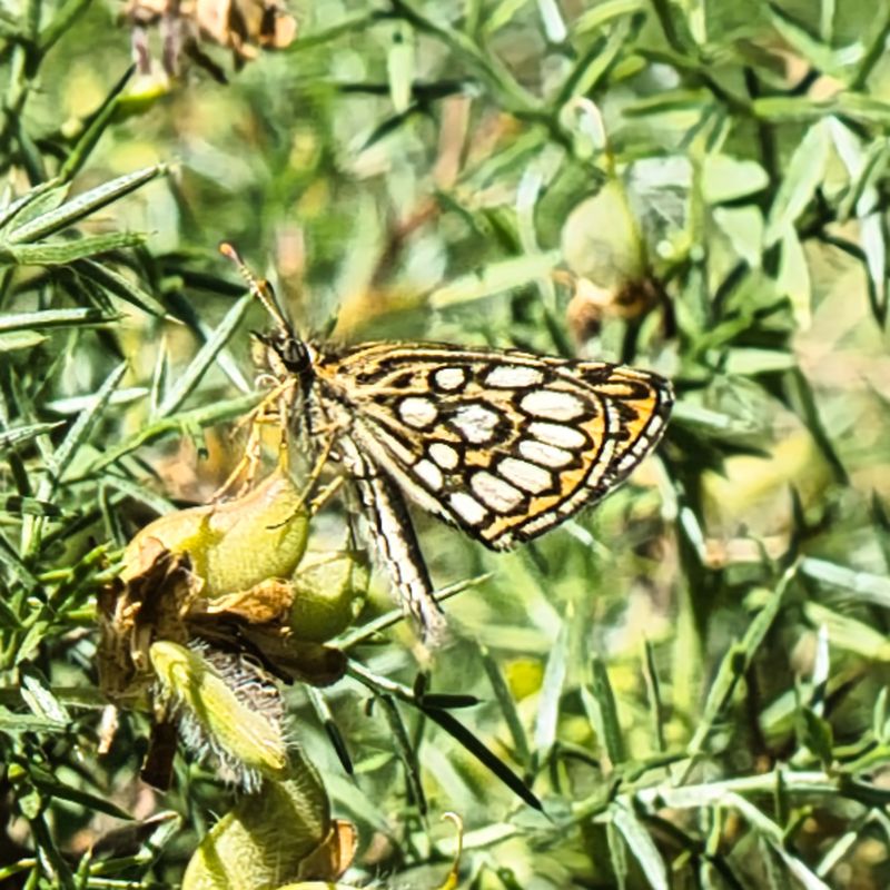 Large Chequered Skipper