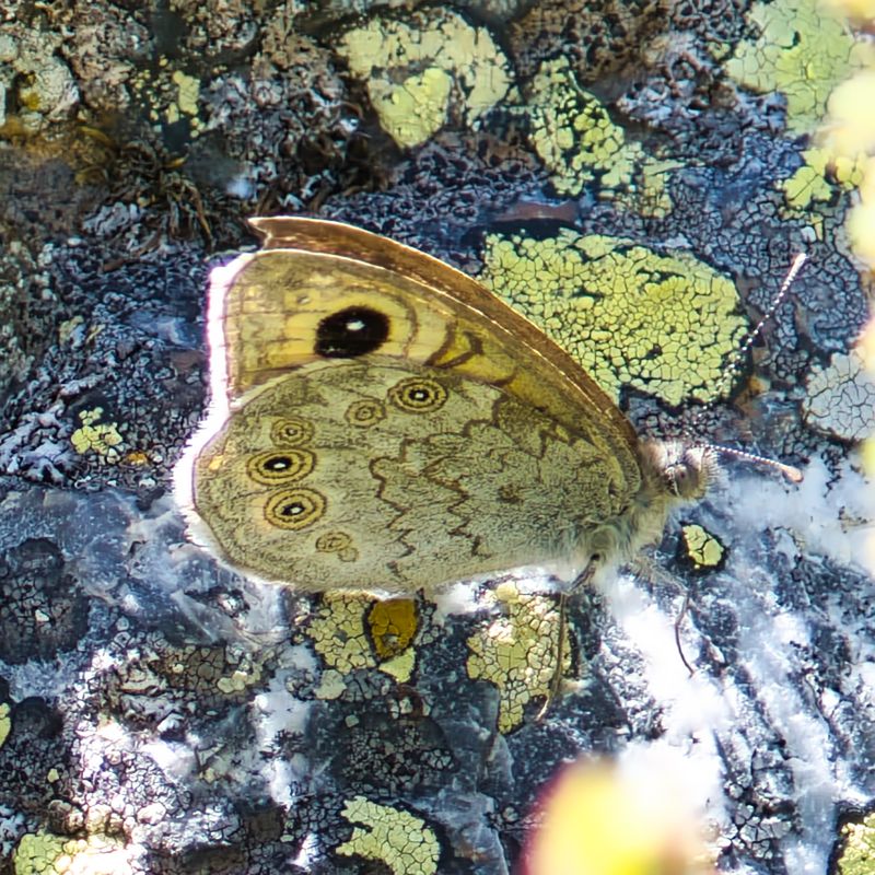 Large Wall Brown