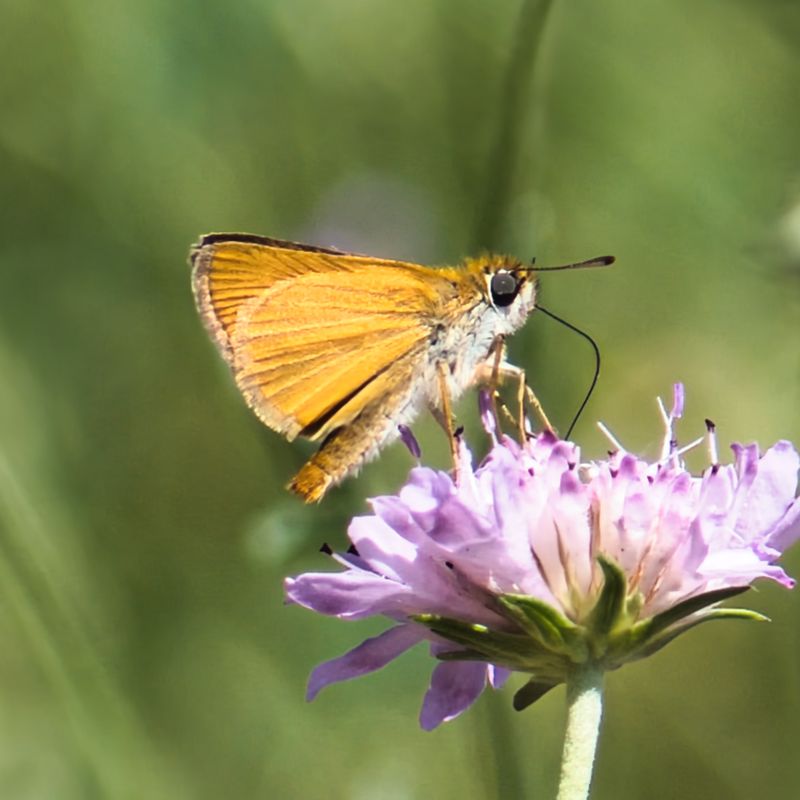 Lulworth Skipper